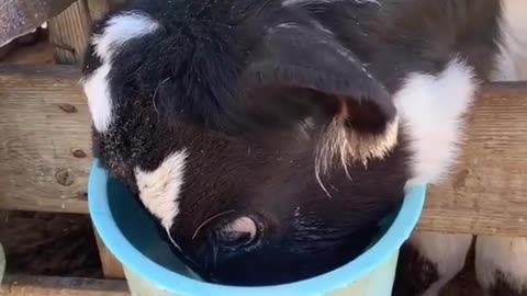 My cow, Chug, absolutely LOVES milk, but he can never drink it normally