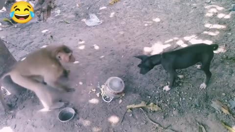 Monkey Vs dog fight video funny