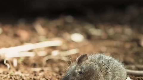 The moment a rattlesnake catches a mouse