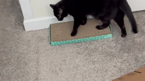 Cute Precious Piper Plays with a New Toy - Adopting a Cat from a Shelter Vlog