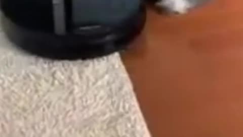 lustige tiervideos #youtubeshorts #funnyvideos #lustigevideos #pets #dogs #funnypets