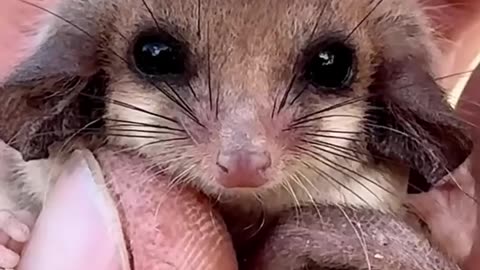 Australian pygmy possum