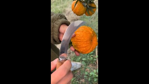 food 🥝🥑 video