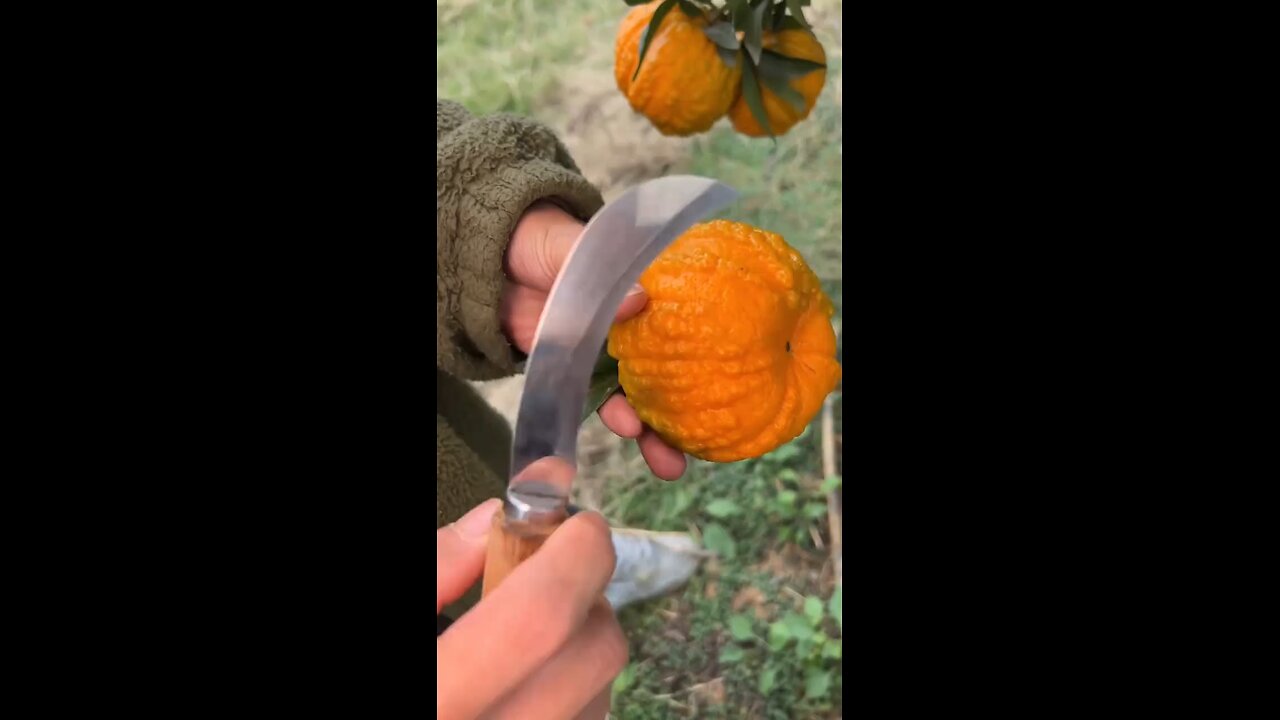 food 🥝🥑 video