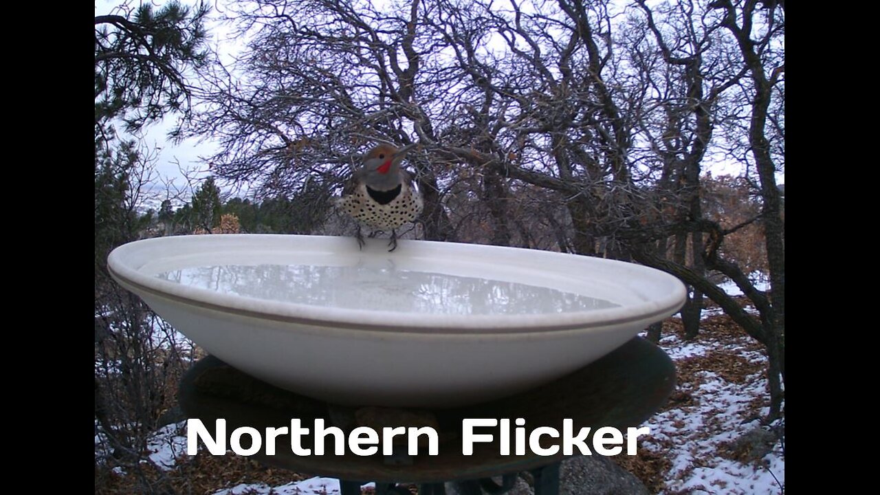 Norther Flicker at the Bird Bath