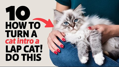 10 How to Turn Your Cat into a Lap Cat! Do This 🐾 | Pets Guidelines
