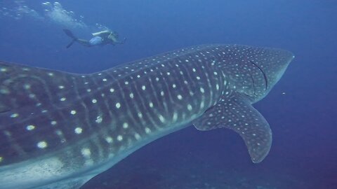 Whale shark casually drifts right through group of scuba divers