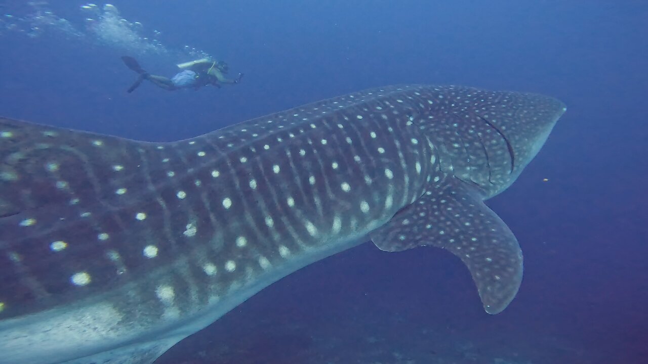 Whale shark casually drifts right through group of scuba divers