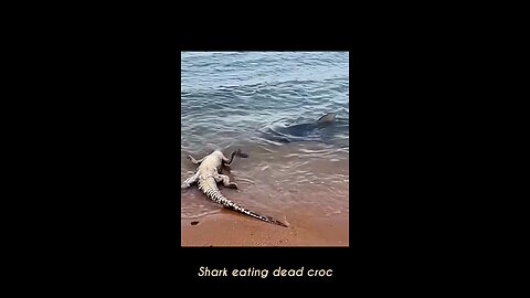 Shark eating Croc