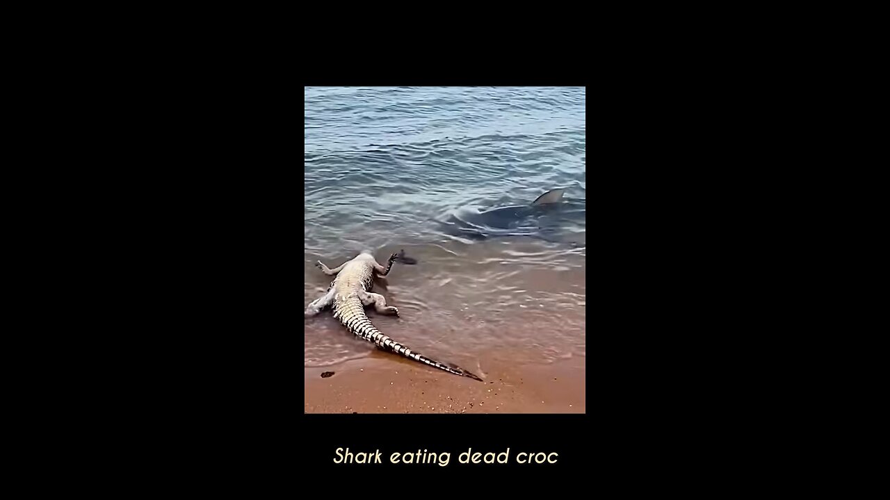 Shark eating Croc