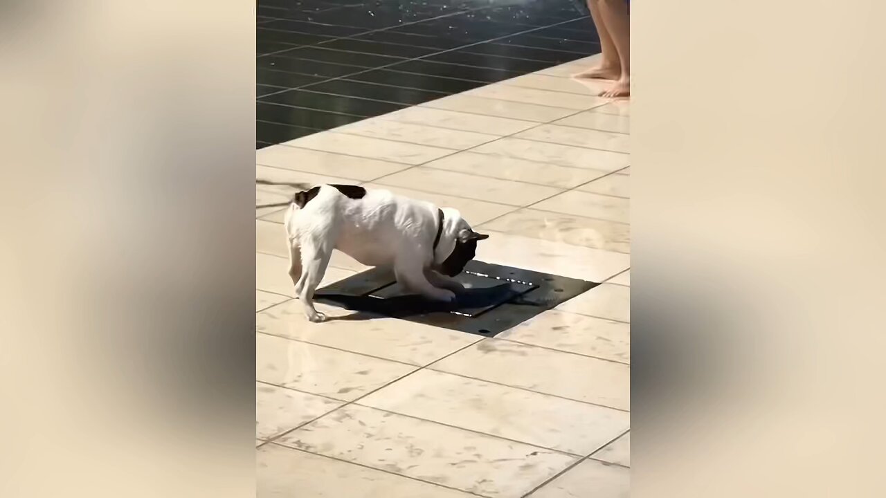 A happy life for dogs.