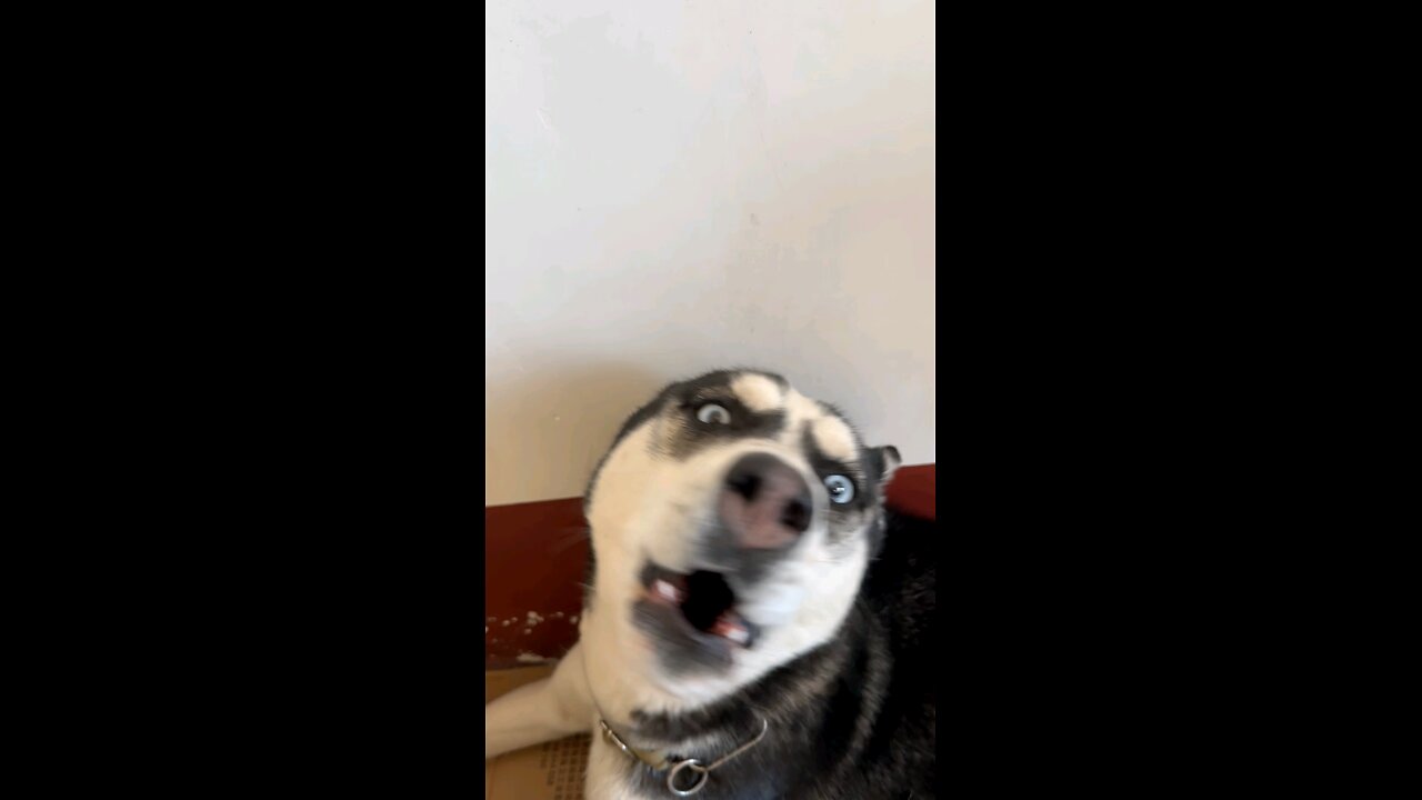 Silly Husky’s Reaction to Scolding – The Joy of Raising a Husky! 😂🐶