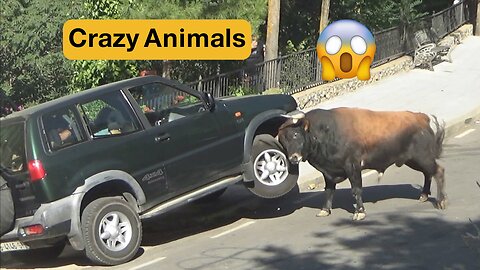 Damn Nature You Scary | Funny Scary Animal Encounters