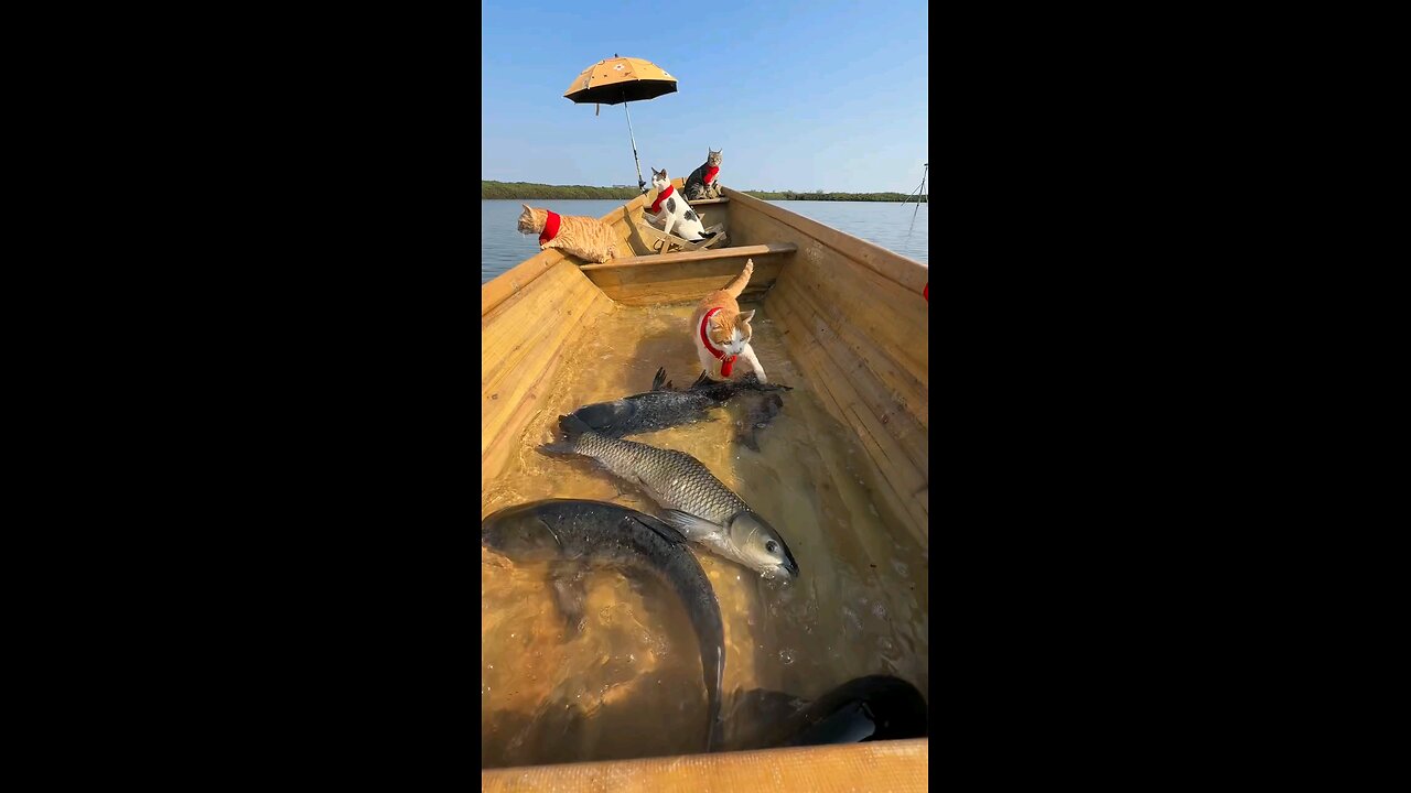 sea side indigenous peoples fishing cat