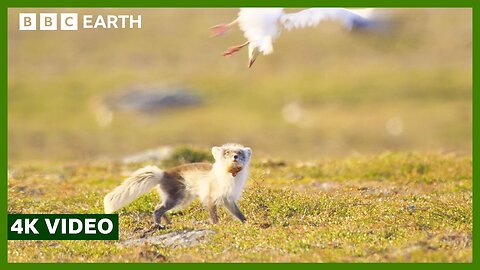 Fox and Geese Battle it Out for Eggs