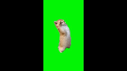 Kitten Salute | Green Screen