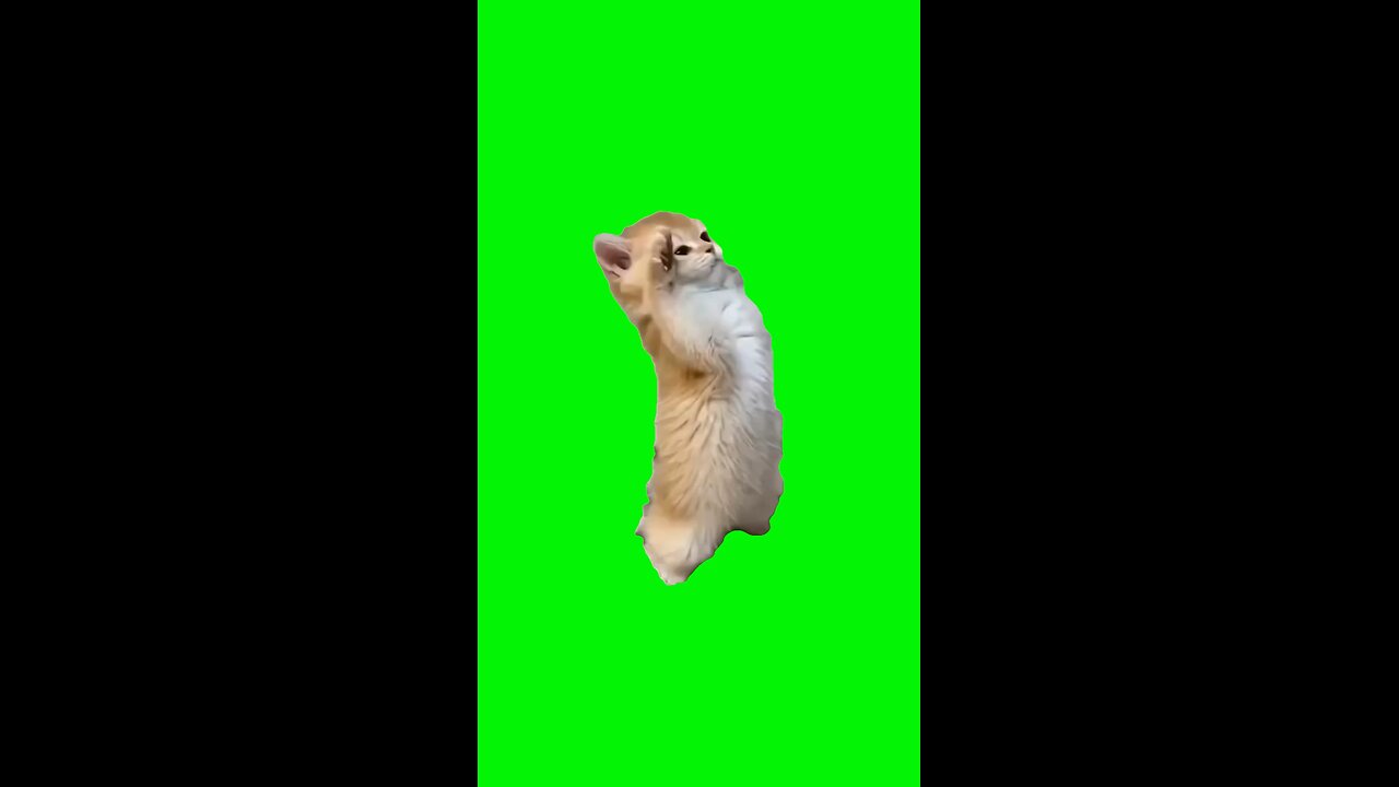 Kitten Salute | Green Screen