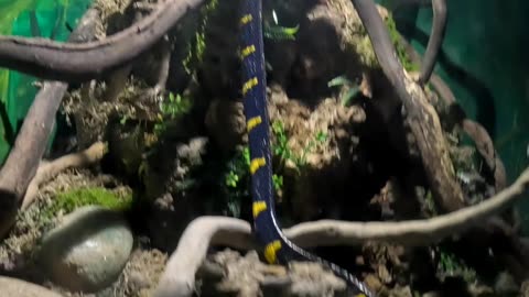 Mangrove Snake at a Reptile Zoo in La Paz Mexico