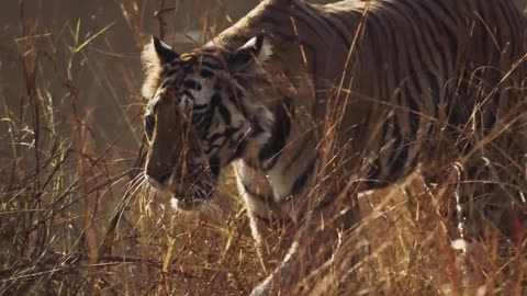 Finding Lion in 72 Hours In India ll #junglesafari