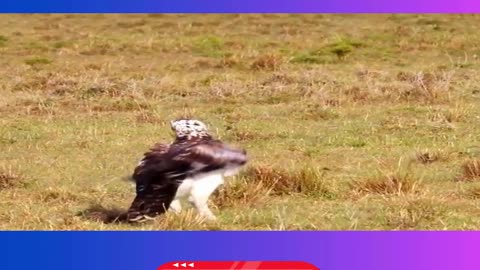 Mother Gazelle Fights Africa's Biggest Eagle to Save Her Baby!