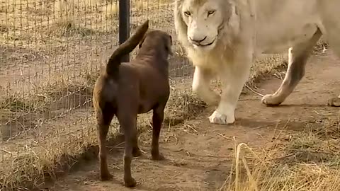 Cute Lion Gives Smooches to Puppy's Paw!