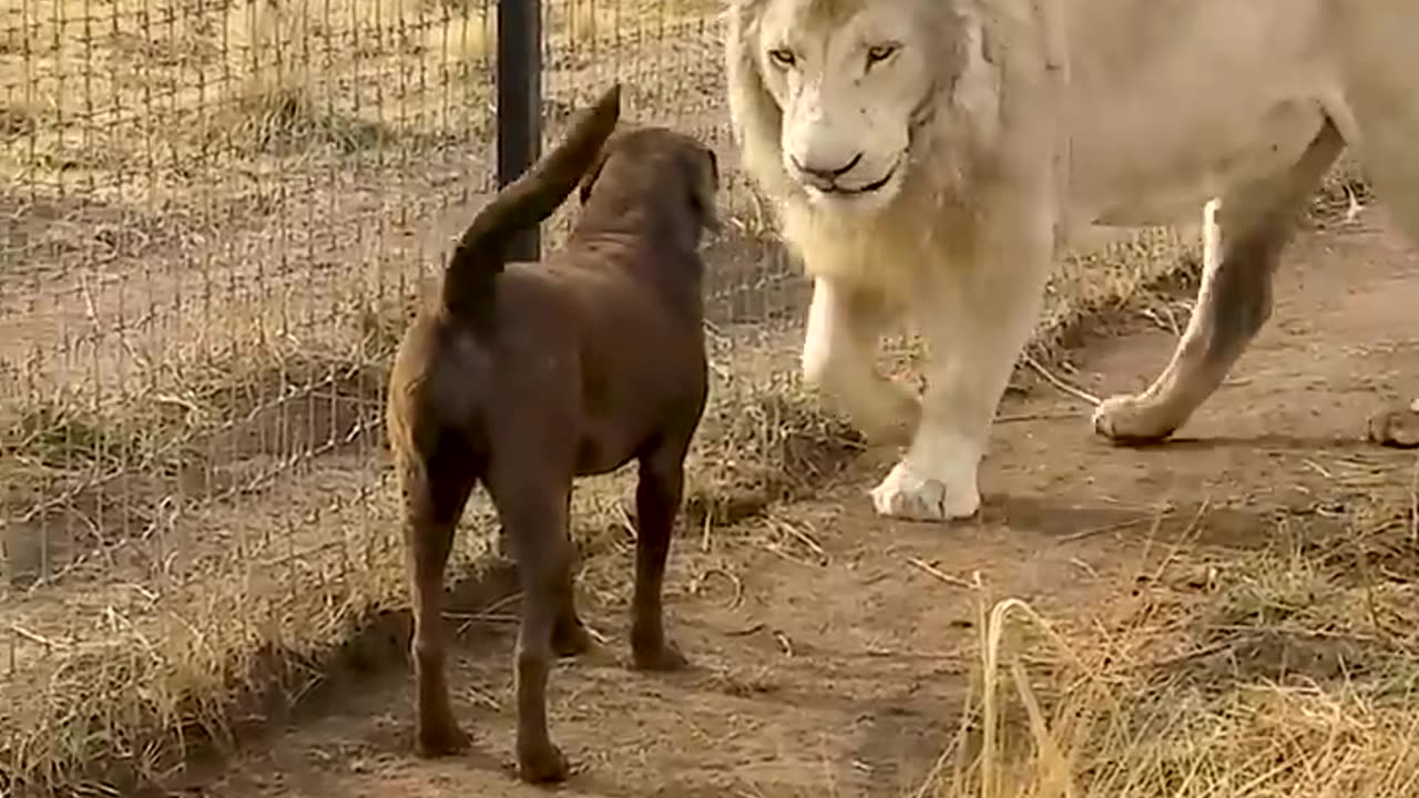 Cute Lion Gives Smooches to Puppy's Paw!