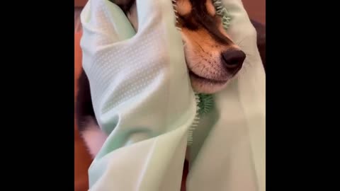 "Pet SPA Unveiled: Bringing Back the Glow to Your Furry Friends!"