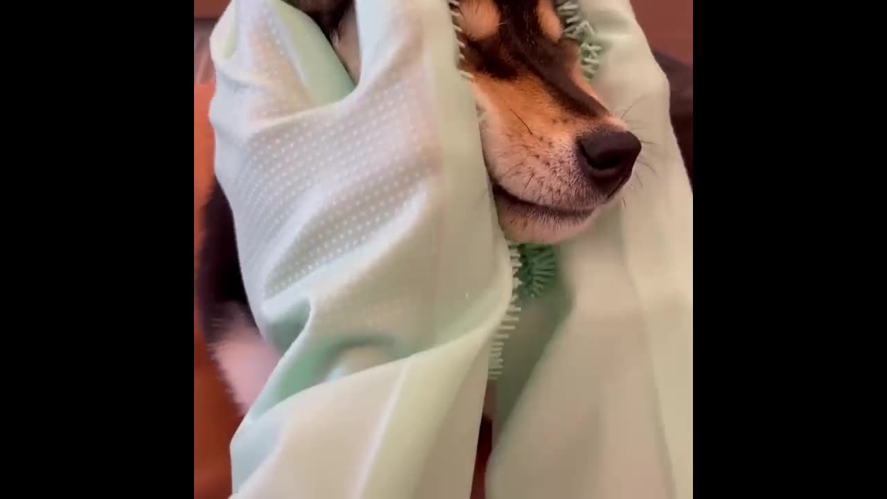 "Pet SPA Unveiled: Bringing Back the Glow to Your Furry Friends!"