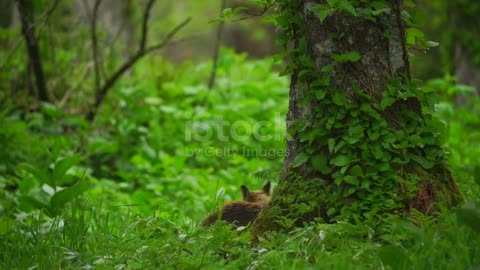 Wildafe