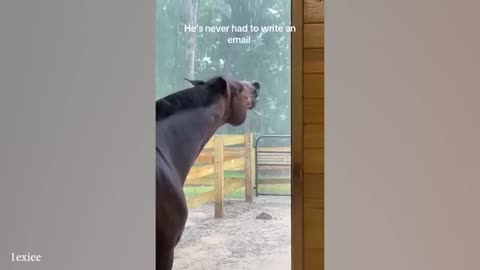 Funny animals video 😂😂