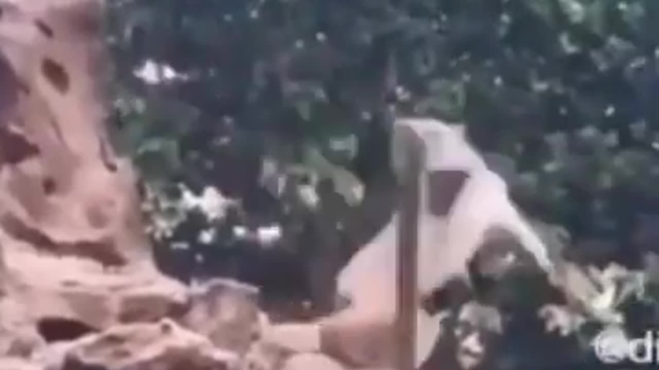 funny animals 6