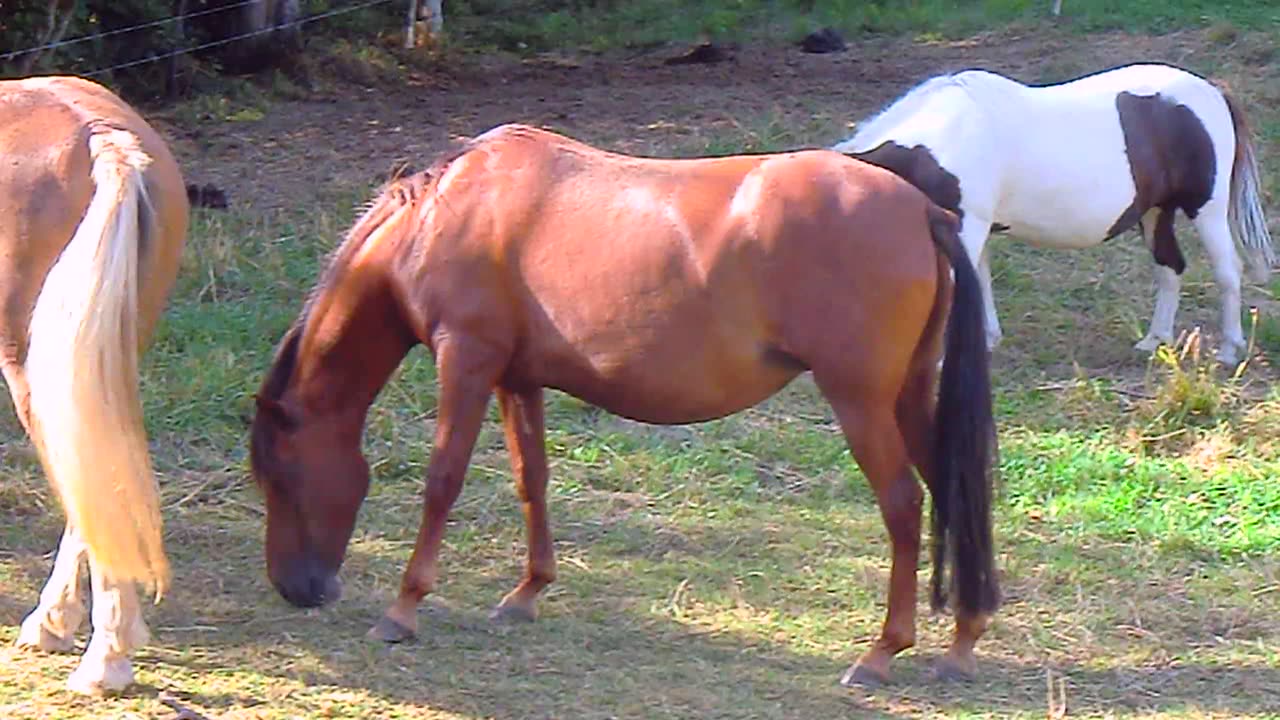 3 nice Horses grazing in Germany