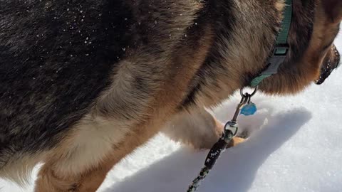 Virgil german shepherd.
