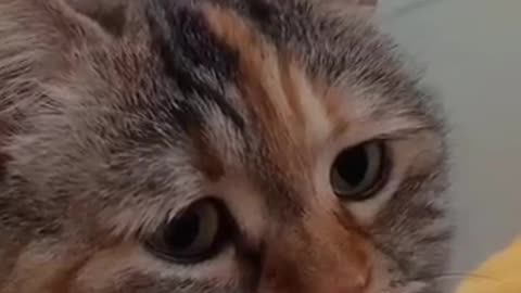 Cats get noisier and noisier!