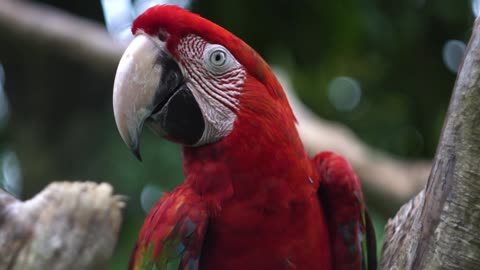 FiltersDelightful Parrot Videos✨ye mithu talking parrot cute