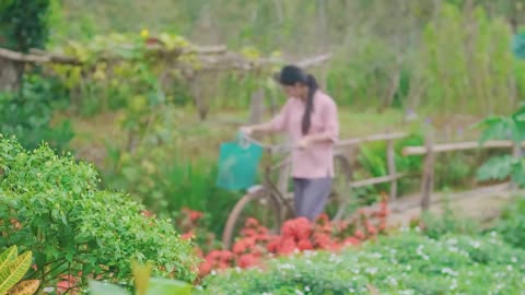 Harvesting Cassava Leaves, Combined with Pork to Create a Delicious | Nguyễn Lâm Anh