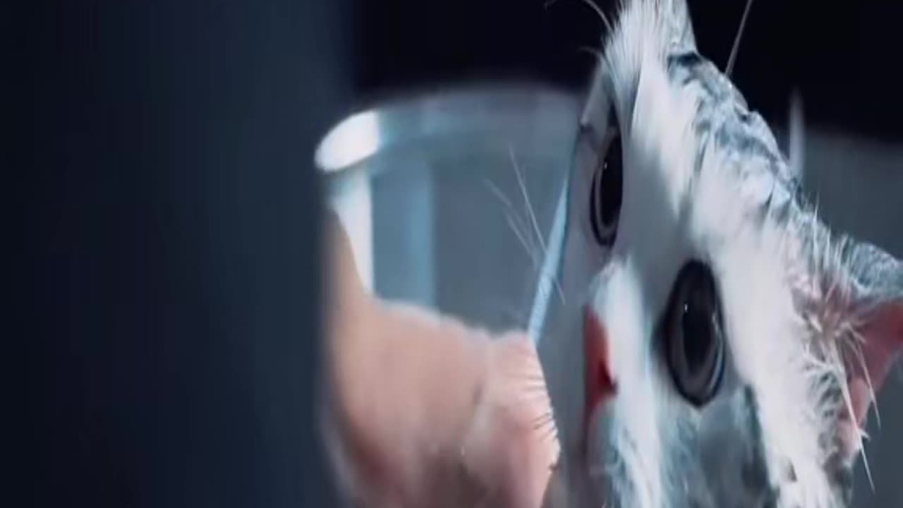 Hilarious Cat Bath Time: Watch This Furry Friend Get Clean!