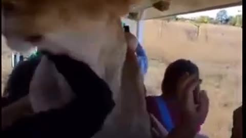 African Safari gone wrong