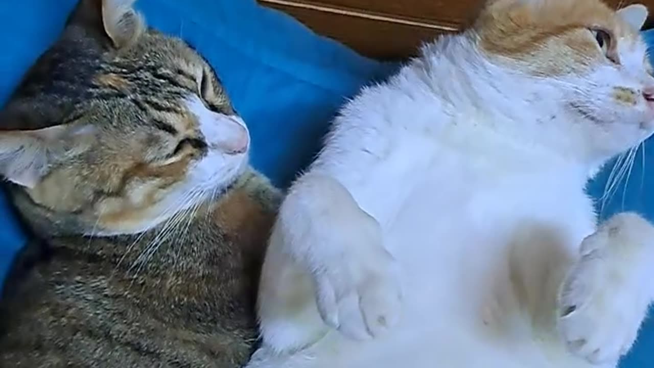 Love bite catie