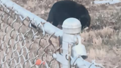 Black cat