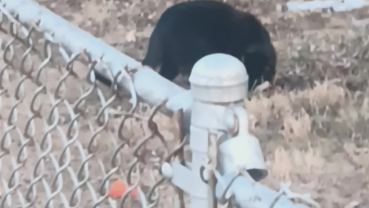 Black cat