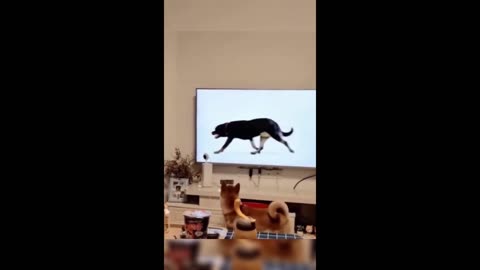 Funniest Cats and Dogs Memes Try Not to Laugh