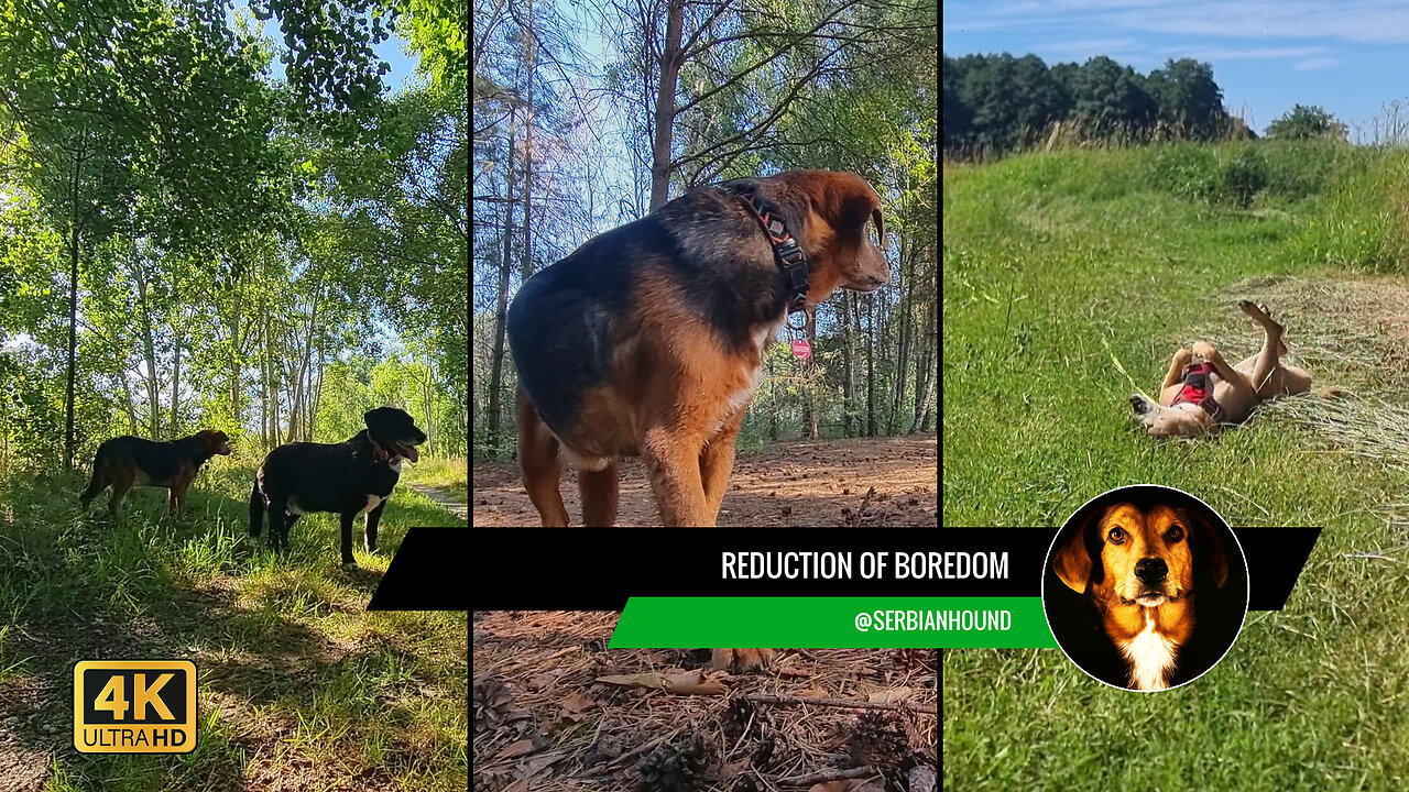 Reduction of Boredom - Dogs have an endless love for exploration and curiosity