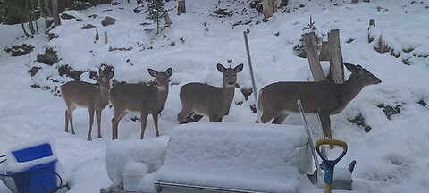 7 Deer walk through the property