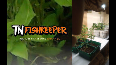 TN FISHKEEPER™ 🐠 JANUARY GARDEN UPDATE 2025 #GARDEN