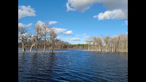 The “Sheep” / The Jabbed / The Fake News.