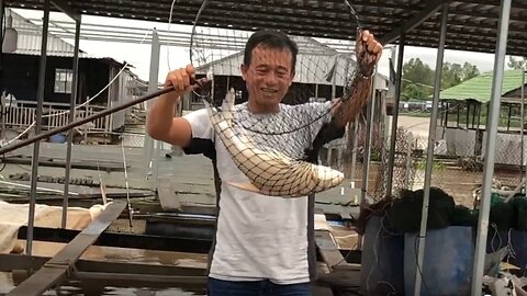 Caught a 2.5kg Toadfish – An Unbelievably Lucky Day!