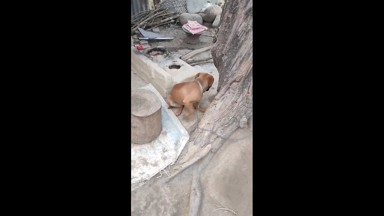 🐶 Cute Dog Enjoying a Tasty Bone! 🦴 | Puppy ASMR #shorts #Dogs #DogEatingBone #PetLover #DogASMR