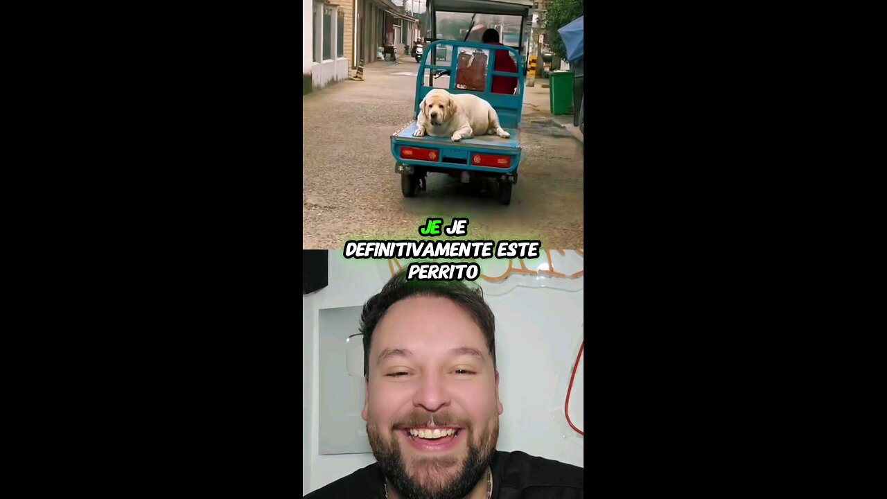 Este perrito me representa después de tanta tragadera 😅