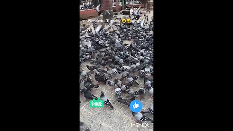 enjoy pigeons